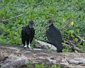 Img_7199d-kondor havranovity-black vulture.jpg